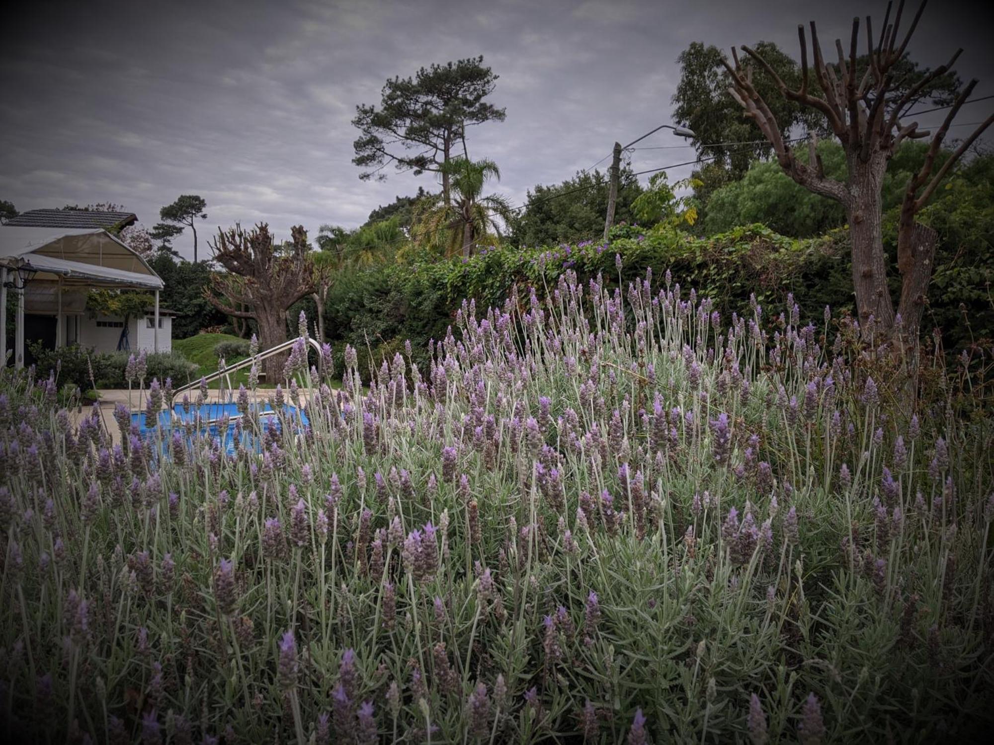 Arsamici Hotel Punta del Este Luaran gambar